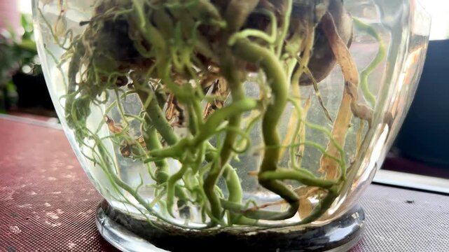 Static camera capturing mosquito larvae actively swimming and wriggling inside clear water in a glass vase containing plant roots.