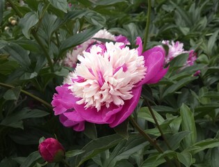 Beautiful peonies blooming in a garden in summer © Rita Puteikytė
