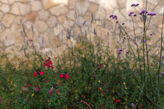 Delicate Wild Flowers Blooming in a Rustic Garden with Stone Wall Background