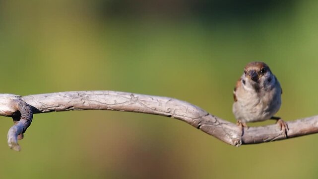 Two Eurasian Tree Sparrows interacting on a dry branch