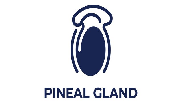 Pineal gland icon represents the anatomical structure within the human brain for medical study.