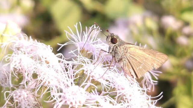 Skipper butterfly