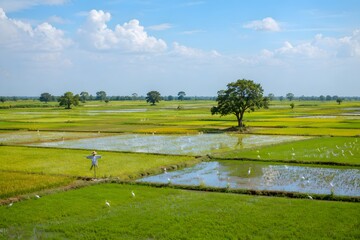 Naklejka premium Traditional Scarecrow Standing in Peaceful Thai Rice Fields