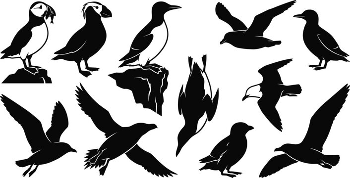 Atlantic Puffin and Alcidae Seabird Silhouette Vector Set with Murre, Guillemot, and Razorbill Icons for Marine Coastal Graphic Designs