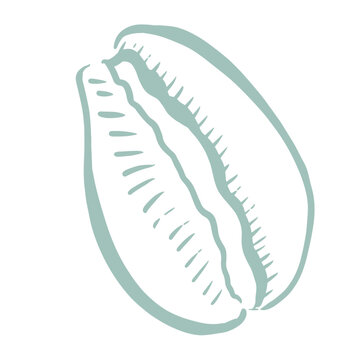 Cowrie Shell Hand Drawn Illustration