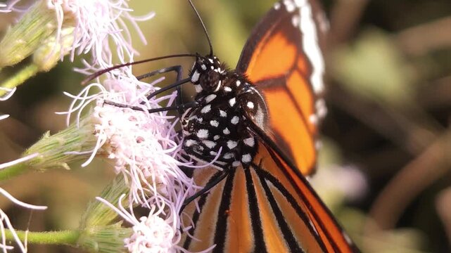 Tiger Butterfly collecting nectar from delicate white wildflowers. Butterfly's long proboscis, intricate wing patterns, and natural pollination behavior. Perfect for wildlife documentaries, entomology