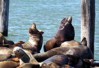 Fototapeta premium San Francisco, California, 09/10/2018 Description: California sea lions resting on the docks at Pier 39