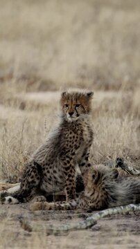 Vertical video, a Cheetah cub looking like a honey badger