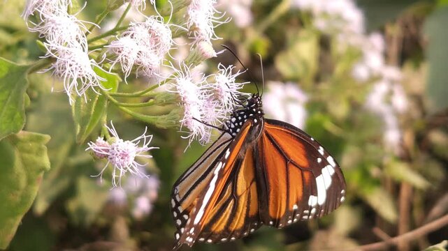 Tiger Butterfly collecting nectar from delicate white wildflowers.
