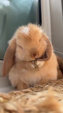 Sweet baby bunny enjoying its food close up.