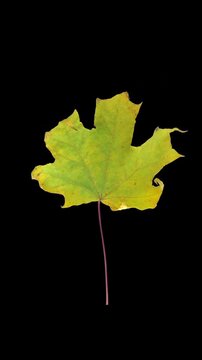 Time lapse of drying yellow Maple leaf isolated on black background, vertical orientation