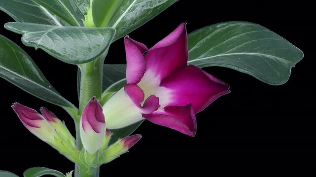 Time lapse of growing and blooming Adenium flower (or Desert Rose, Impala Lily) with ALPHA transparency channel isolated on black background