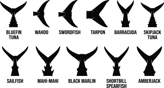 Saltwater Game Fish Caudal Fin Silhouette Vector Set with Tuna, Marlin, and Swordfish Tail Icons for Nautical Graphic Designs