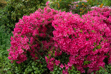Obraz premium großer Rhododendronbusch im Park, dicht und üppig in Pink blühend