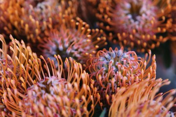 London,UK - May 17, 2026: Closeup of Pincushion or Leucospermum © Khun Ta