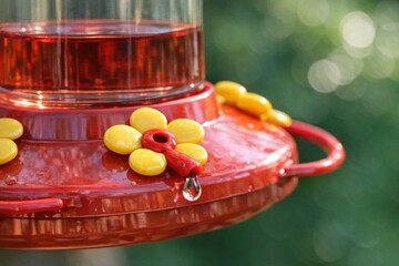 Naklejka premium A hummingbird drinks nectar from a feeder, popular for backyard wildlife viewing