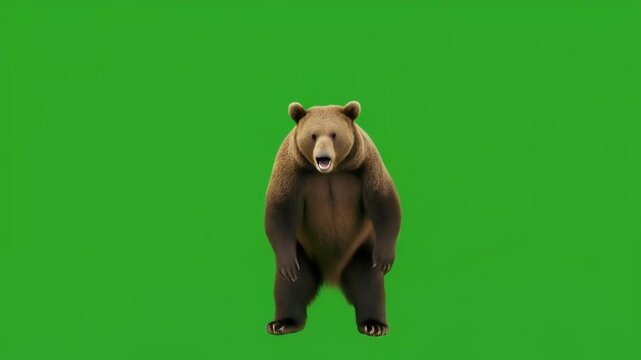 Joyful bear dancing with expressive movement on green screen for playful commercials