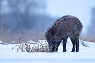 Dzik euroazjatycki, dzik, (Sus scrofa) © Bartosz Rakoczy