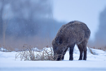 Dzik euroazjatycki, dzik, (Sus scrofa) © Bartosz Rakoczy