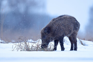 Dzik euroazjatycki, dzik, (Sus scrofa) © Bartosz Rakoczy