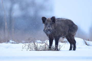 Dzik euroazjatycki, dzik, (Sus scrofa) © Bartosz Rakoczy