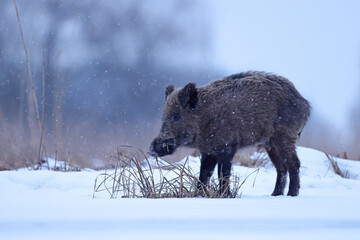 Dzik euroazjatycki, dzik, (Sus scrofa) © Bartosz Rakoczy
