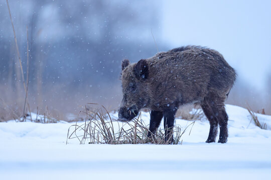 Dzik euroazjatycki, dzik, (Sus scrofa)