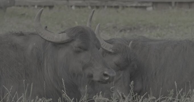 Two Black Water Buffalos Resting Peacefully in a Serene Green Field