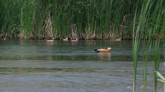 Ruddy shelduck swimming in a marshy lake during rainfall with green reeds background. Commercial wildlife photography for nature travel blogs, biology education, and environmental sustainability conce