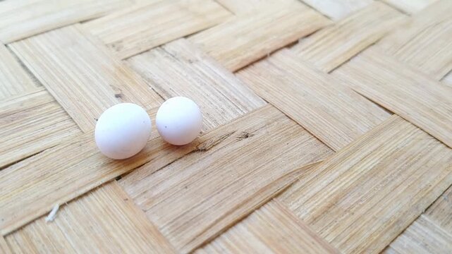 Two small white gecko eggs hidden in a safe corner inside a house