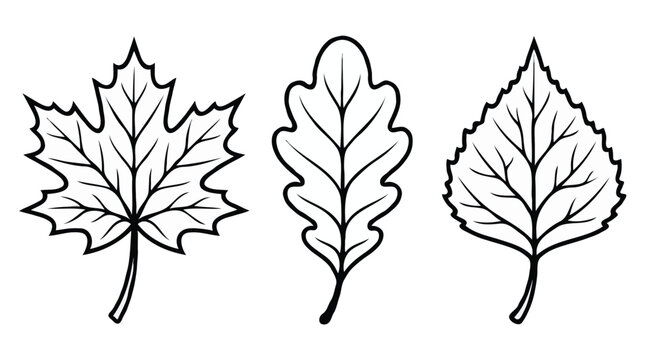 Three autumn leaves line art outline icon set maple oak birch