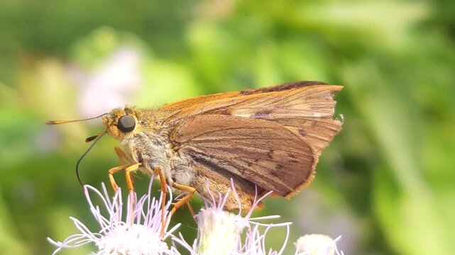 Skipper Butterfly Feeding on White Wildflowers in Macro Close Up, Butterfly Collecting Nectar, Pollination Process, Tropical Wildlife, Natural Habitat, 4K Cinematic Nature Footage
