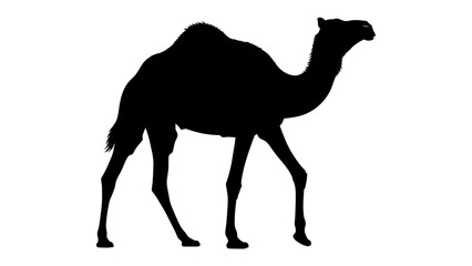 Silhouette of a Dromedary Camel: A striking black silhouette of a dromedary camel, showcasing its distinctive humped back and slender legs, stands isolated against a clean backdrop. © Md