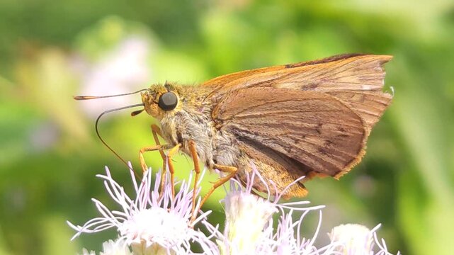 Skipper Butterfly Feeding on White Wildflowers in Macro Close Up, Butterfly Collecting Nectar, Pollination Process, Tropical Wildlife, Natural Habitat, 4K Cinematic Nature Footage