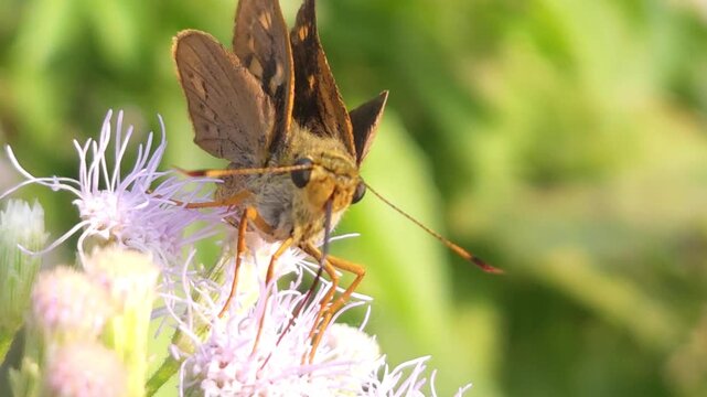 Skipper Butterfly Feeding on White Wildflowers in Macro Close Up, Butterfly Collecting Nectar, Pollination Process, Tropical Wildlife, Natural Habitat, 4K Cinematic Nature Footage