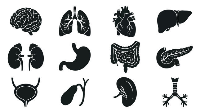 Human Anatomy Icons: Brain, Lungs, Heart, Liver, Kidneys, Stomach, Intestines, Pancreas