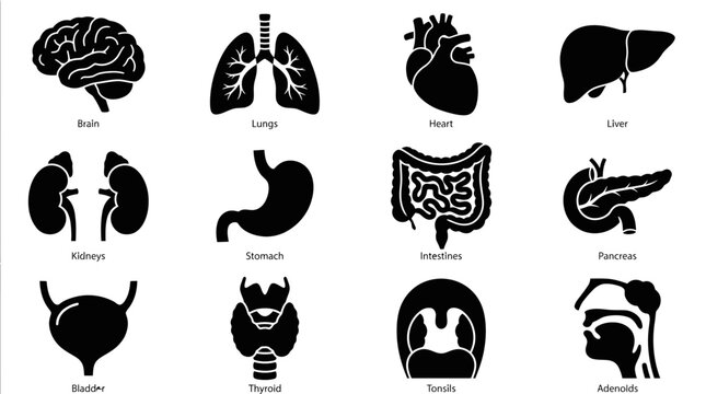 Human Anatomy Icons: Brain, Lungs, Heart, Liver, Kidneys, Stomach, Intestines, Pancreas, Bladder, Thyroid, Gallbladder, Larynx