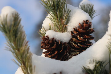 pine cones and snow © Norman