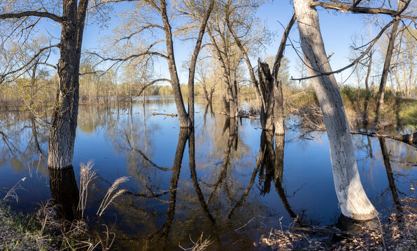 Panoramic view of trees submerged in water
