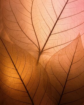 Macro Translucent Leaf Vein Specimen Overlay with Pale Yellow Palmate Texture and Warm White Background Autumn Serene Art