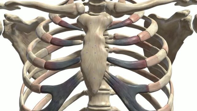 4K CGI Animation Of The Human Rib Cage And Intercostal Muscles During The Respiration Process Demonstrating Intricate Anatomy And Movement Dynamics