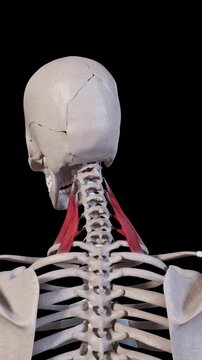 Scalene Muscle Movement Back View Vertical Video
