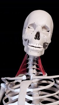Scalene Muscle Movement Front View Vertical Video