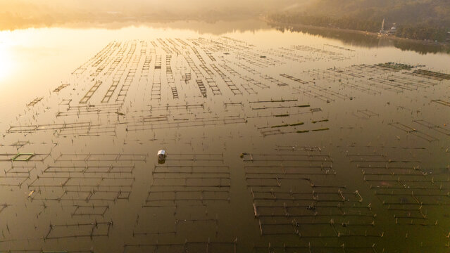 Aerial view of fish farm cages in a calm lake during golden hour with soft sunlight reflecting on the water surface, Indonesia.