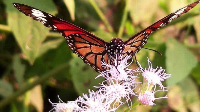 Tiger Butterfly collecting nectar from delicate white wildflowers. Butterfly's long proboscis, intricate wing patterns, and natural pollination behavior. Perfect for wildlife documentaries, entomology