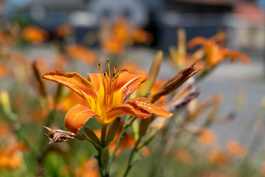 Orange daylily blooming in a summer garden