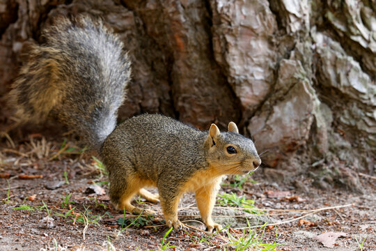 wiewi&oacute;rka lisia (Sciurus niger)