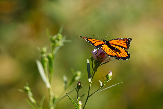 monarch (Danaus plexippus)