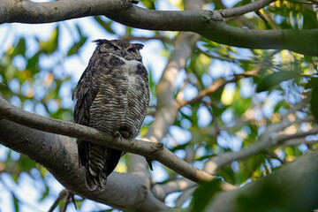 puchacz wirginijski (Bubo virginianus) © Grzegorz
