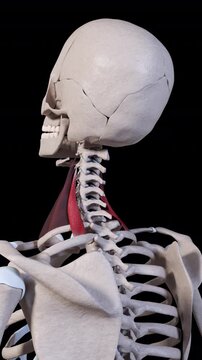 Scalene Posterior Muscle Movement Vertical Video